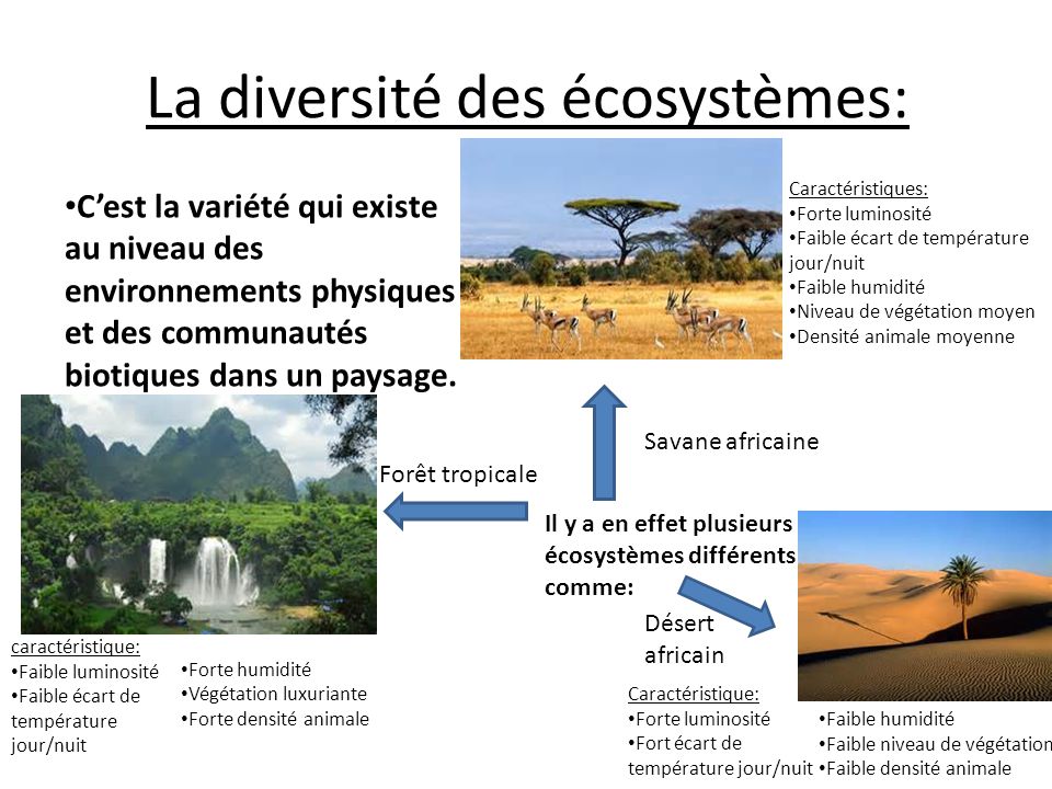 Les Niveaux De La Biodiversit Pdf